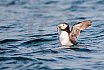 Puffins Swimming