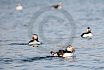 Puffins Swimming