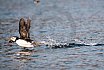 Puffins Swimming