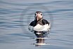Puffins Swimming