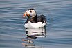 Puffins Swimming