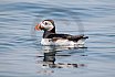 Puffins Swimming