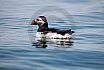 Puffins Swimming