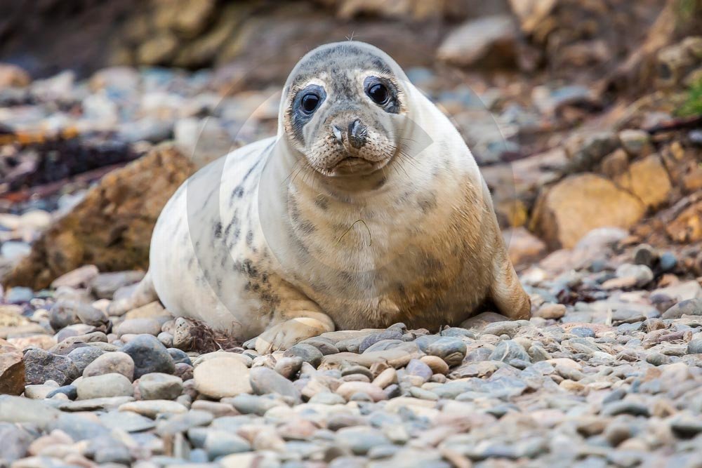 Seals