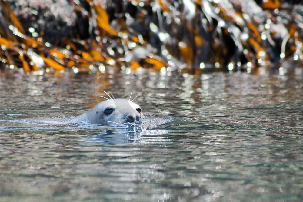 Seals Swimming
