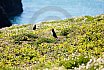 Skomer Island