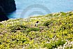 Skomer Island