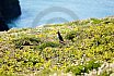 Skomer Island