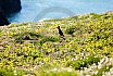 Skomer Island