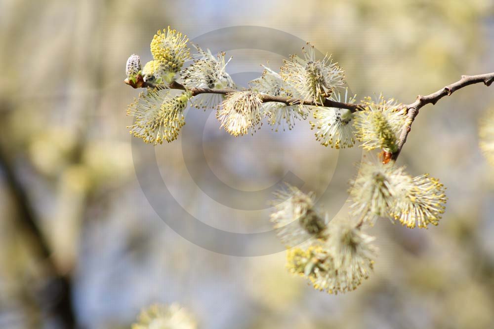 Spring